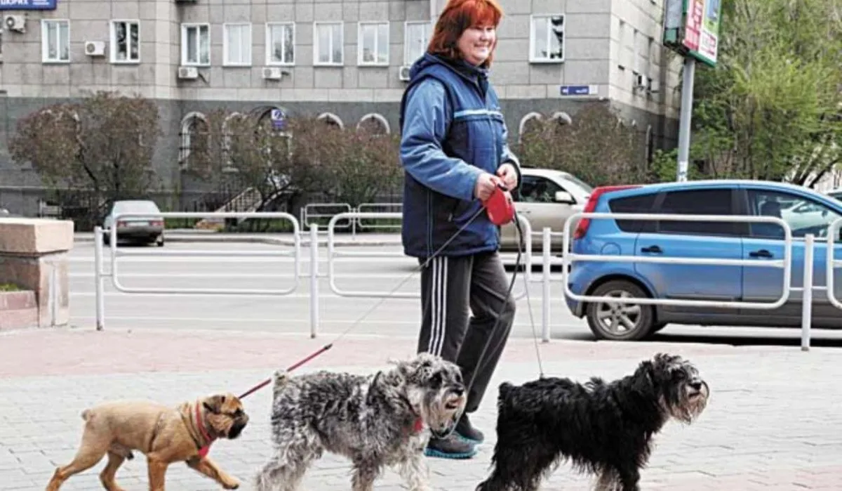 В Красноярске запретили гулять с собаками