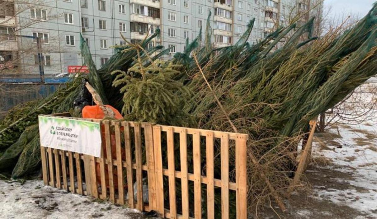 В Красноярске отказались от специальных пунктов для сбора использованных ёлок