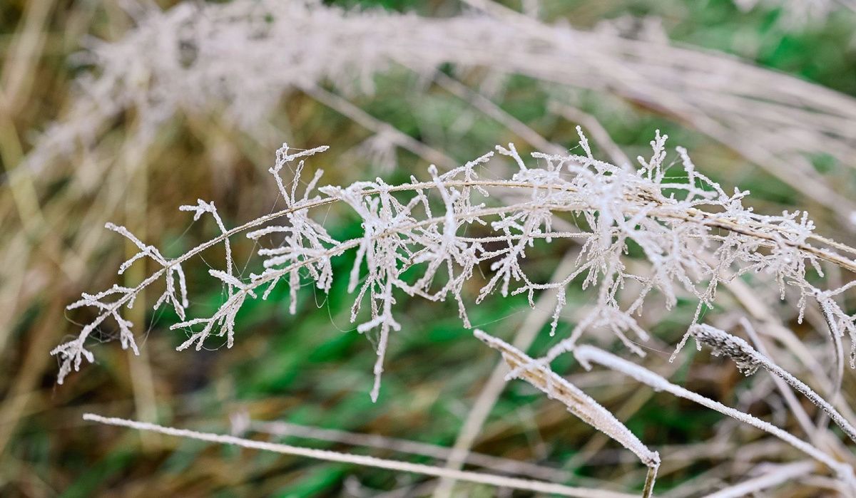 Заморозки ожидаются в столице с 1 по 3 мая