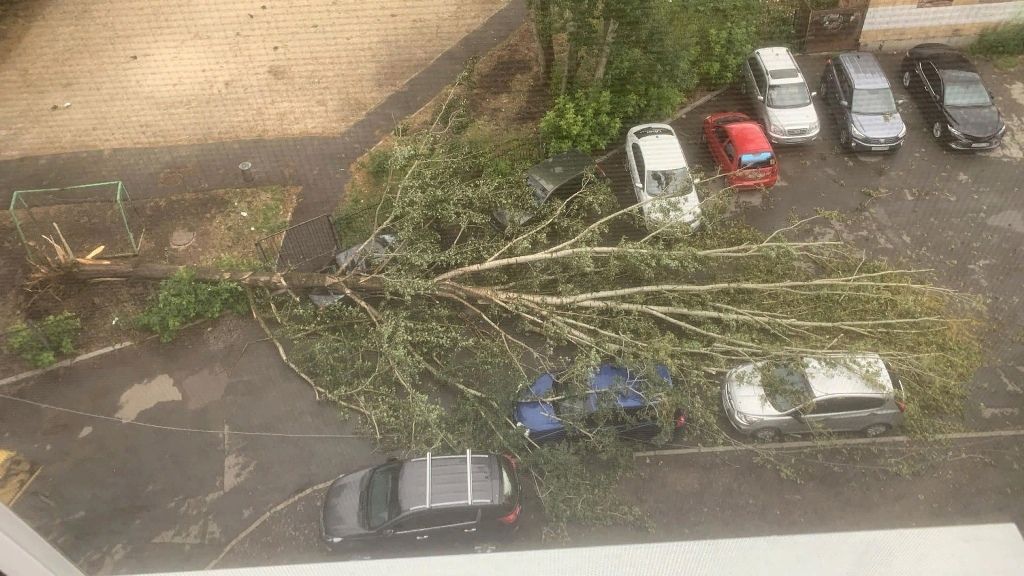 Ветер повалил десятки деревьев за ночь в Екатеринбурге