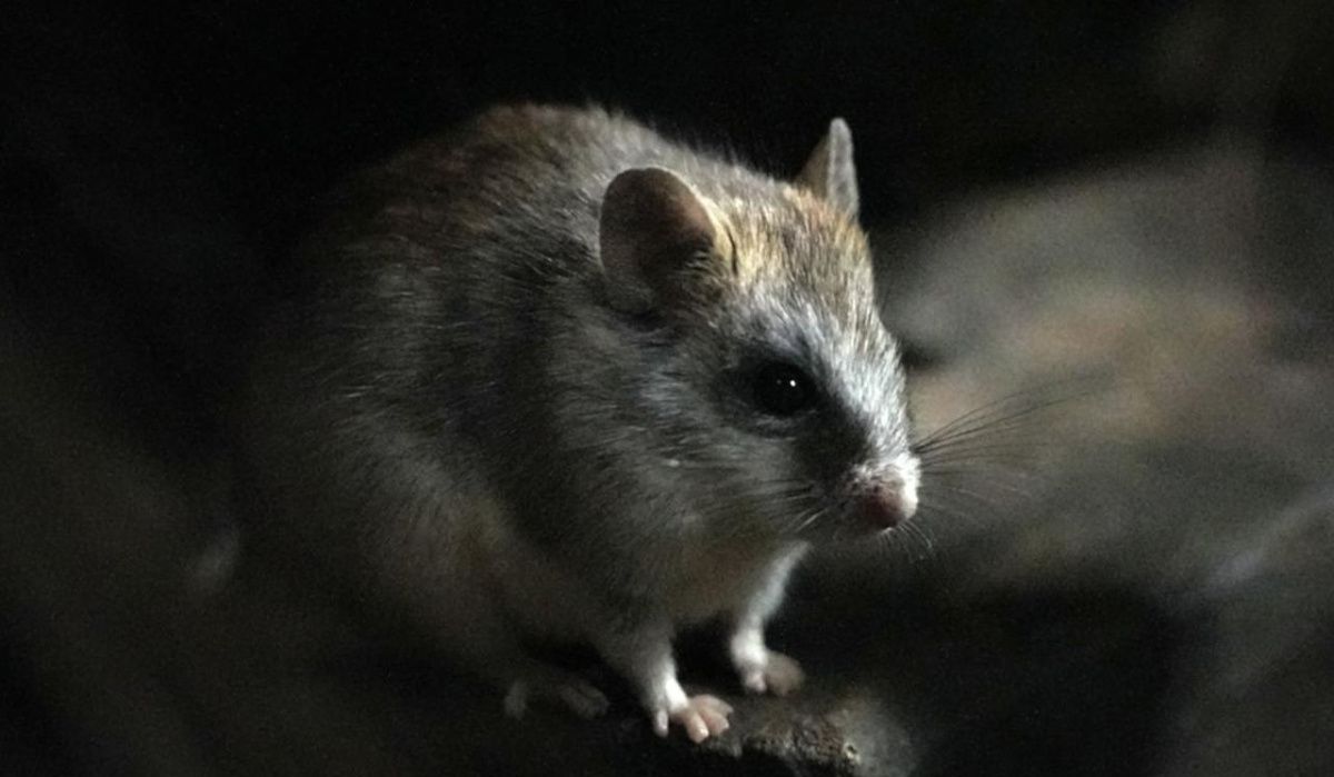 Новые обитатели пополнили ряды Московского зоопарка