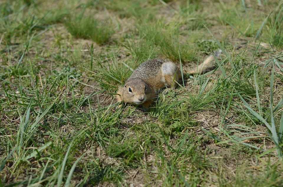 Когда на острове Татышев проснутся суслики: прогноз для красноярцев
