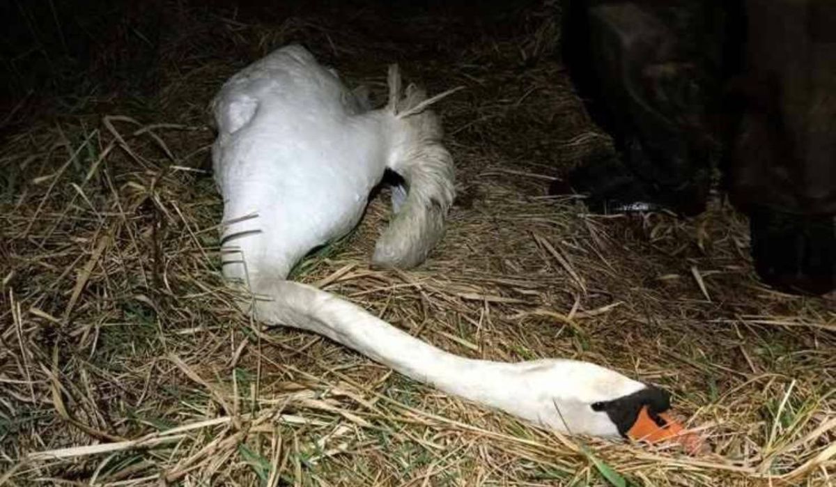 Волонтёры спасли и воссоединили раненых браконьерами лебедей под Петербургом