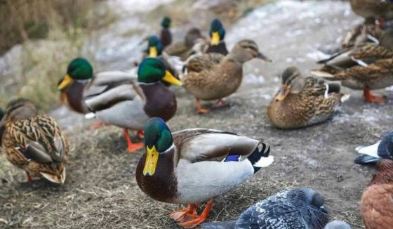 В Красноярском крае стартовал сезон охоты на дичь