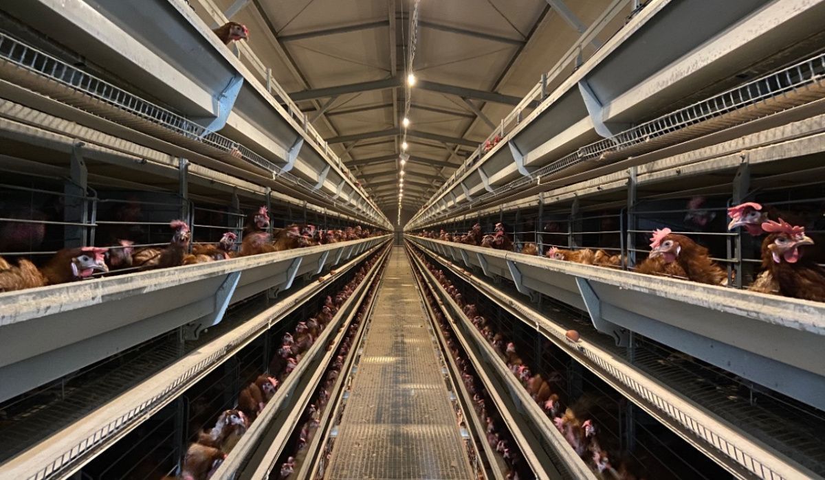 104 тысячи цыплят заселили в молодняковый корпус АО «Птицефабрика Чайковская»