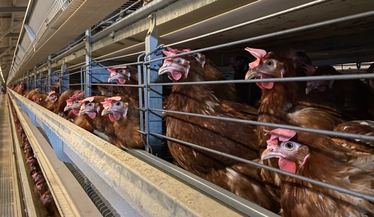 &quot;Птицефабрика Чайковская&quot; сообщила о завершении модернизации корпуса для молодника 