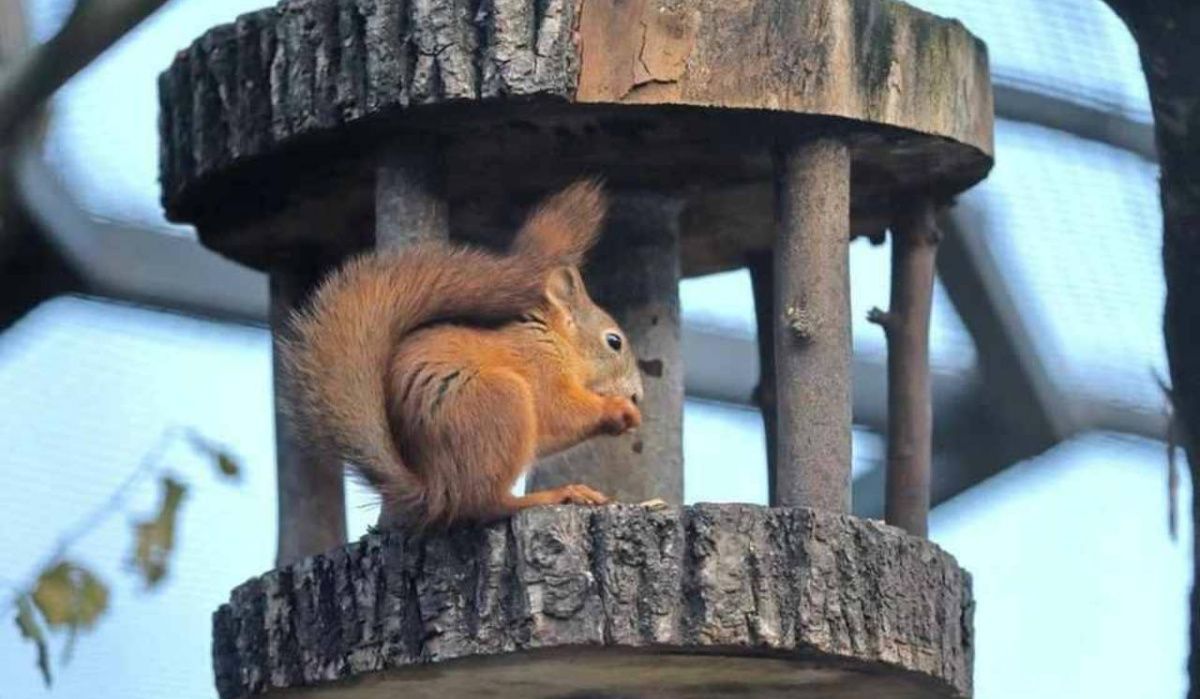 Ленинградский зоопарк объявил о санитарном дне