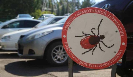 В «Красноярских Столбах» не проводят обработку от клещей
