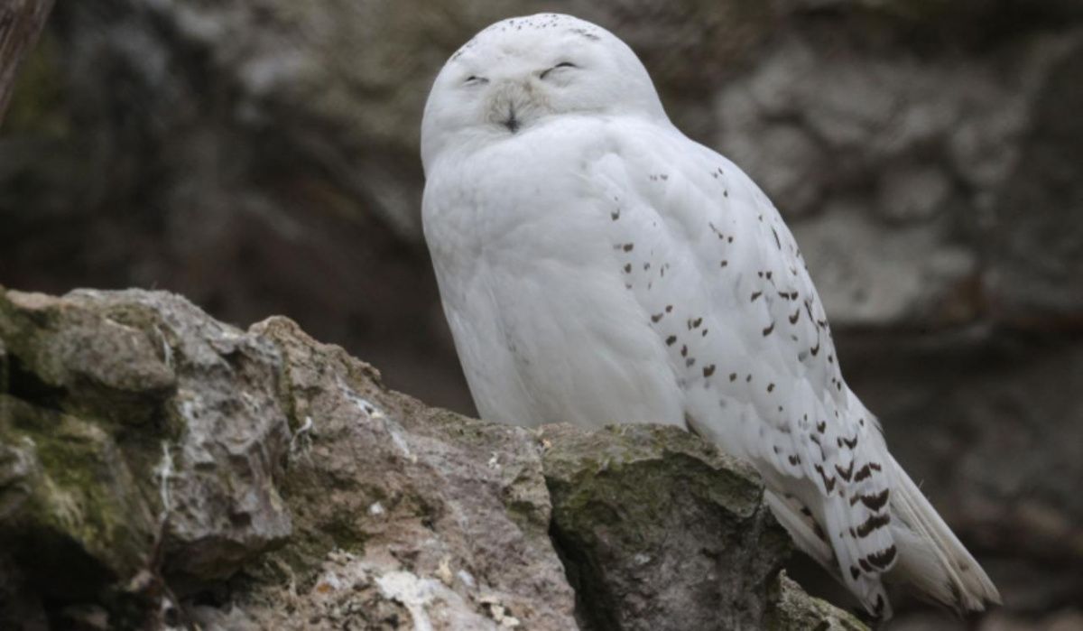 Совы обосновались в скверах и парках Санкт-Петербурга