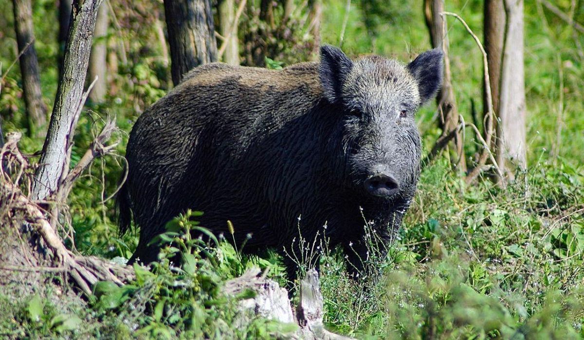 У кабанов в московских лесах скоро ожидается появление потомства