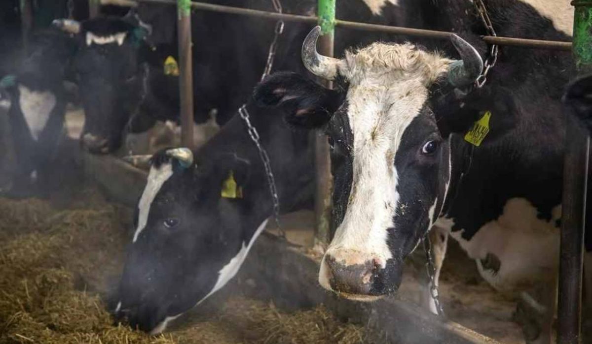 В Норильске объявлен карантин из-за вспышки бешенства