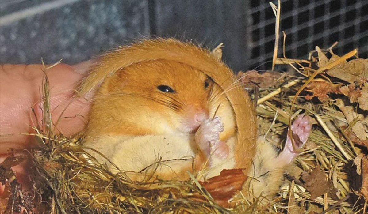 Орешниковая соня выходит из спячки в московских лесах