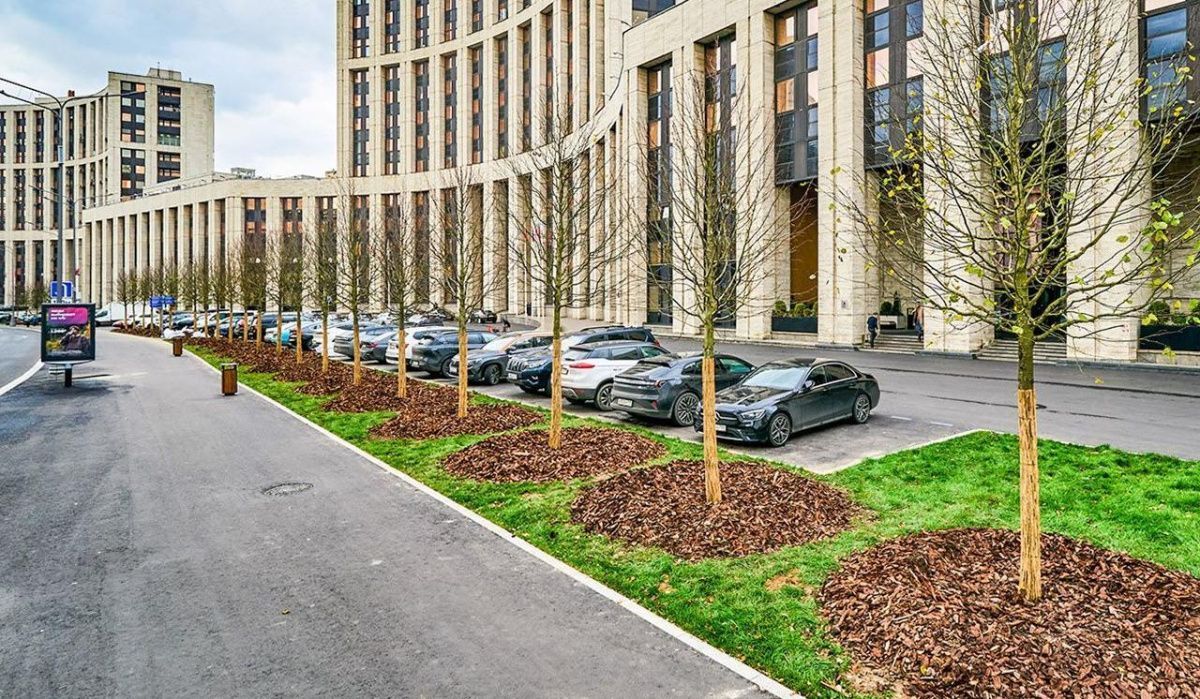 На проспекте Академика Сахарова высадят клёны, рябины и декоративные яблони