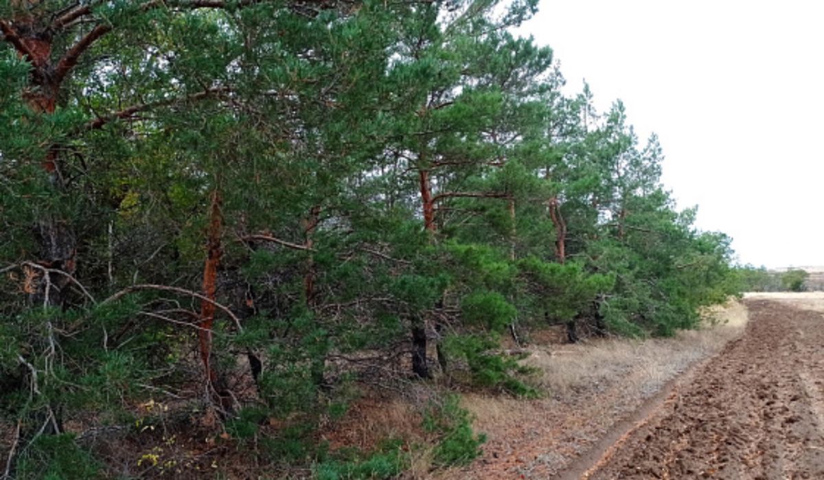 В Волгоградской области ограничили доступ граждан в леса для безопасности