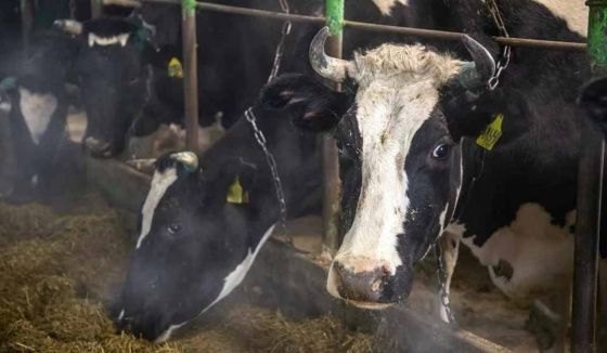 В Норильске объявлен карантин из-за вспышки бешенства