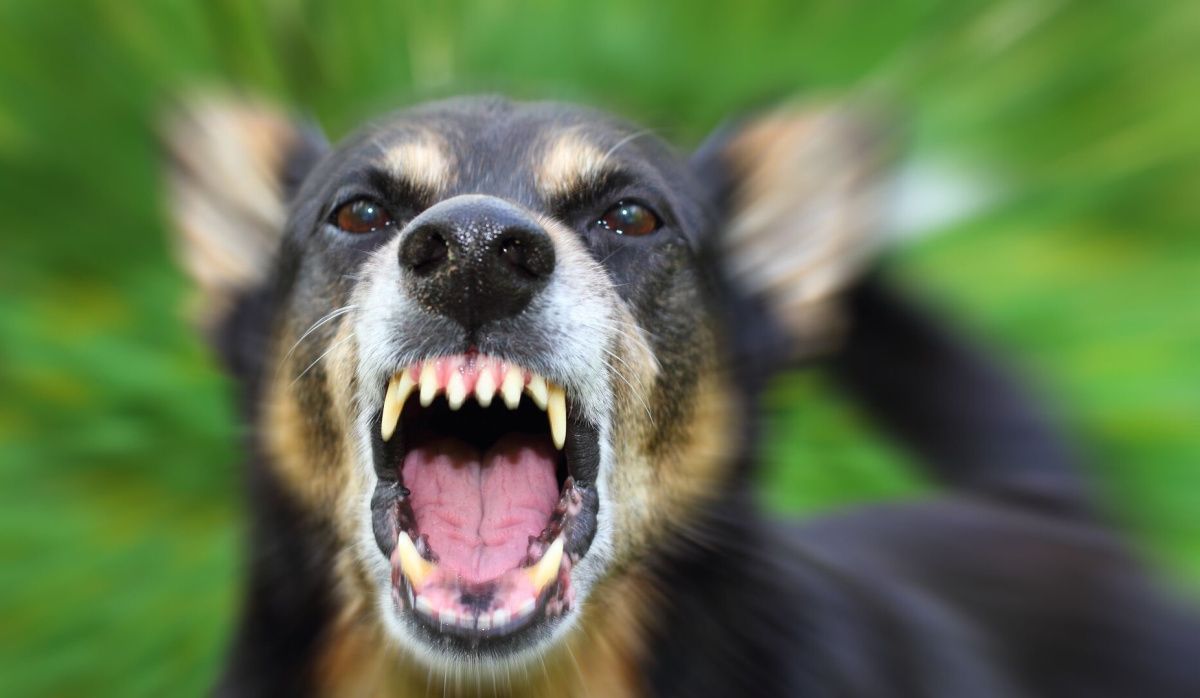 В Новосибирске завершили расследование о гибели женщины от бродячих собак