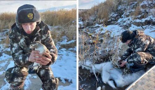 В Красноярском крае из-за сильнейшего холода птицы примерзают к водоёмам
