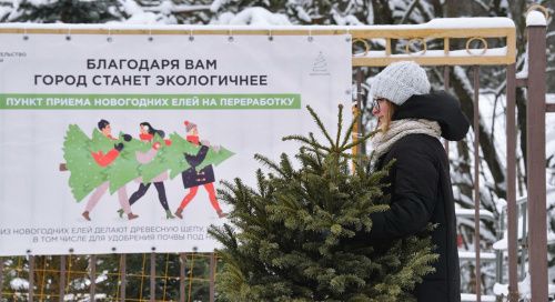 В Красноярске открылись 46 точек приёма и переработки новогодних деревьев