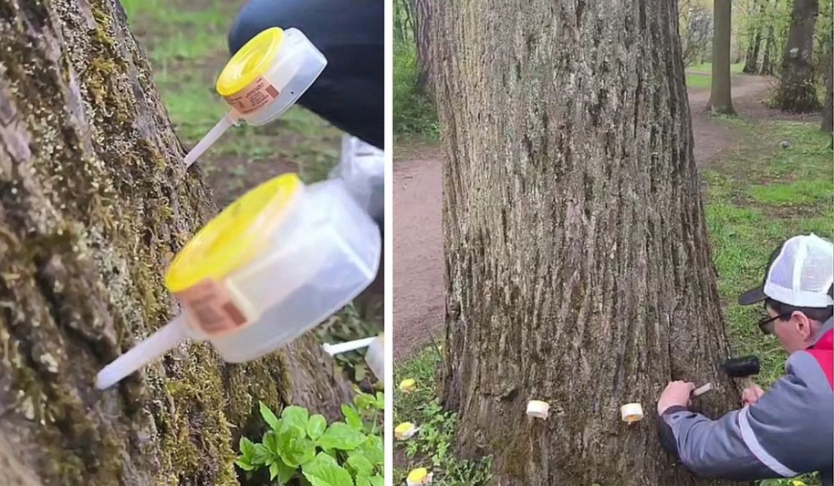 Уникальный метод спасения исторической липы времен Александра II в Петербурге