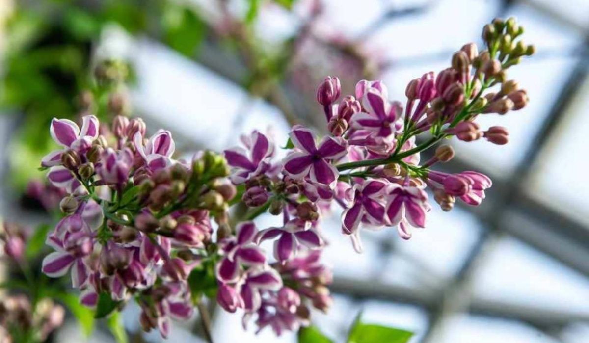 Жителей Петербурга предупредили о штрафе в сотни тысяч рублей за срыв сирени