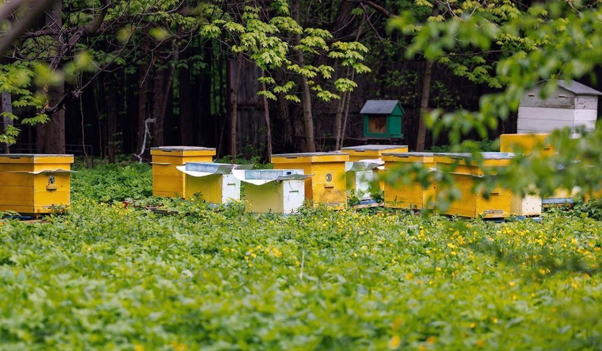 Пчелы начали сбор пыльцы и нектара на природных территориях Москвы