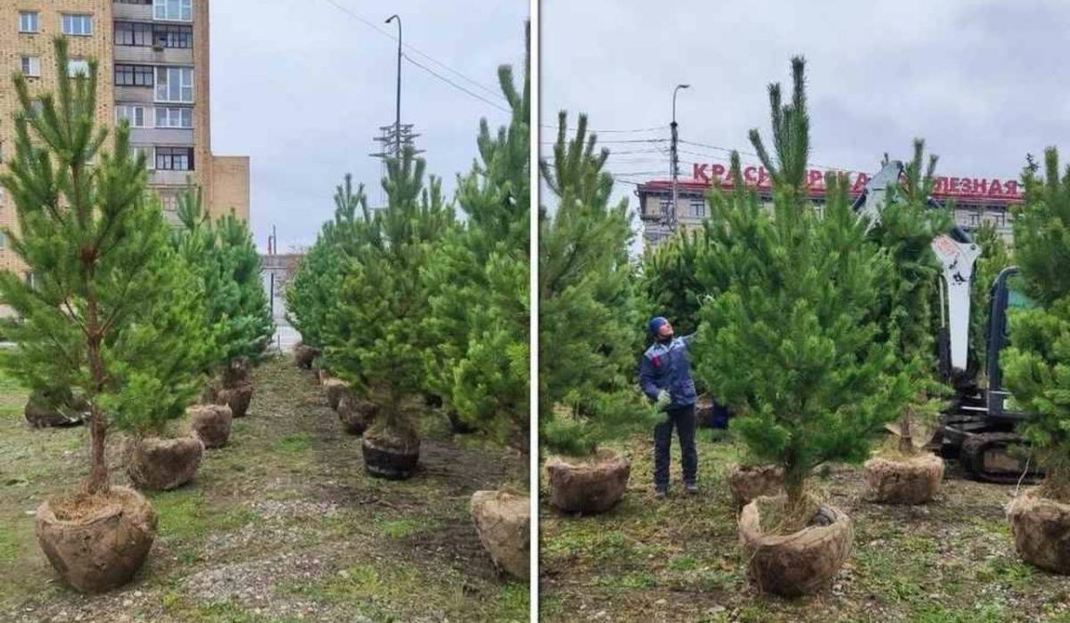 Центральный парк Красноярска пополнился более 40 новыми соснами