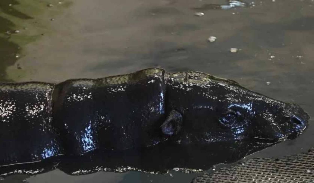 В Екатеринбургском зоопарке смогли найти жениха бегемотихе Еве, несмотря на санкции