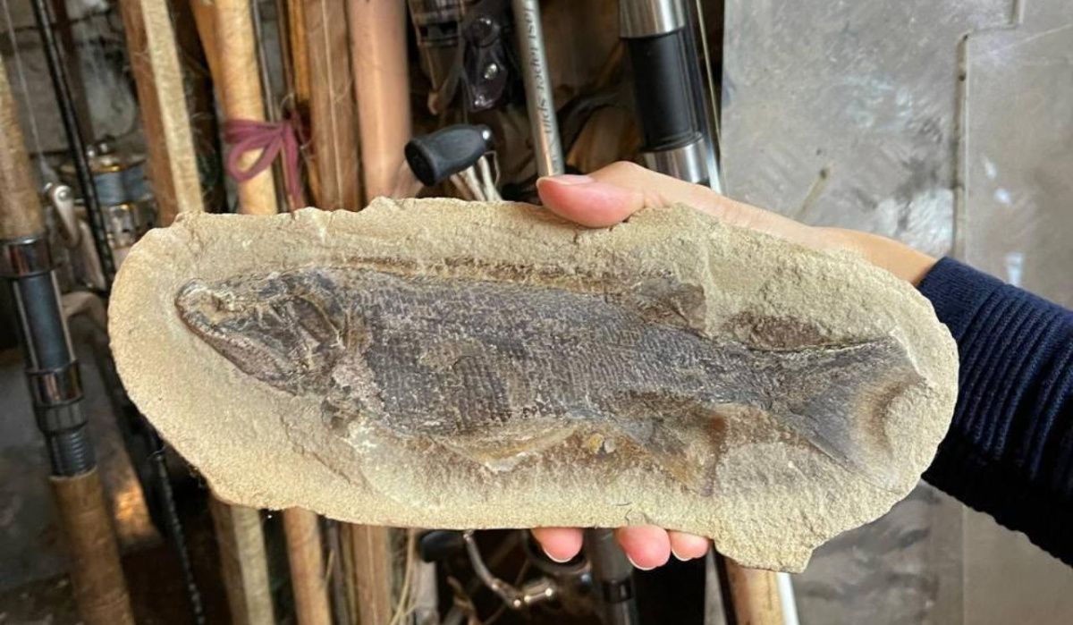 В Красноярском крае обнаружили древних ископаемых рыб 