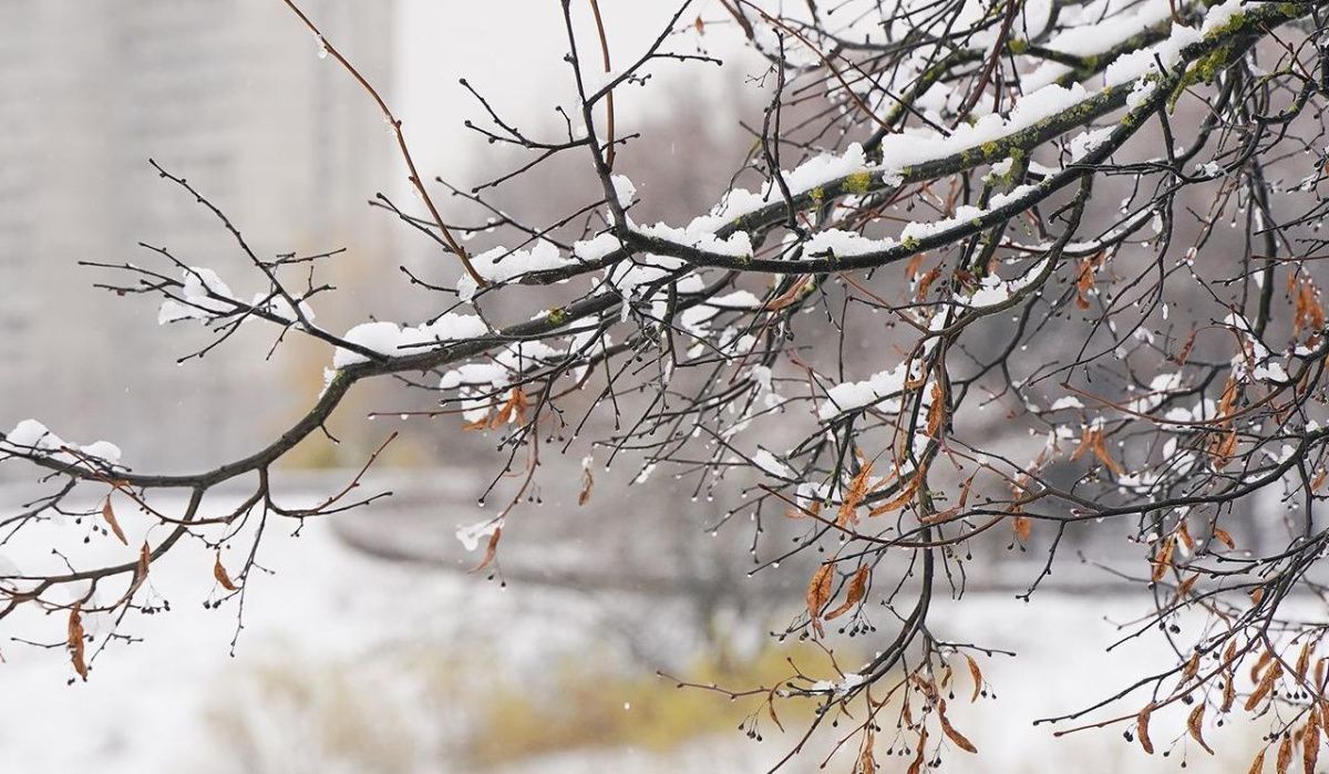 Дождь и ночные заморозки ждут столицу в ближайшие дни: прогноз синоптиков