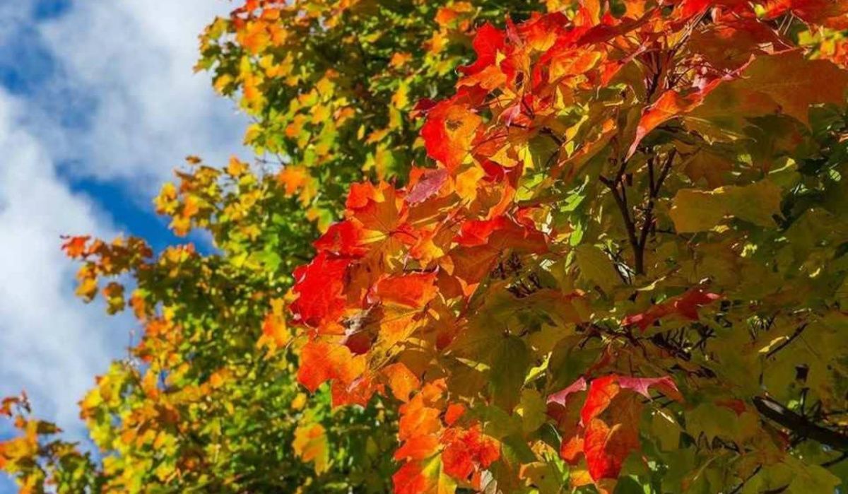 Леус рассказал о погоде в Петербурге 1 октября