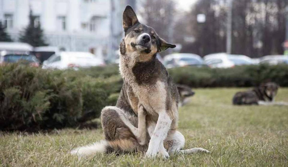 В Петербурге внедрили меры для уменьшения нападений бездомных собак