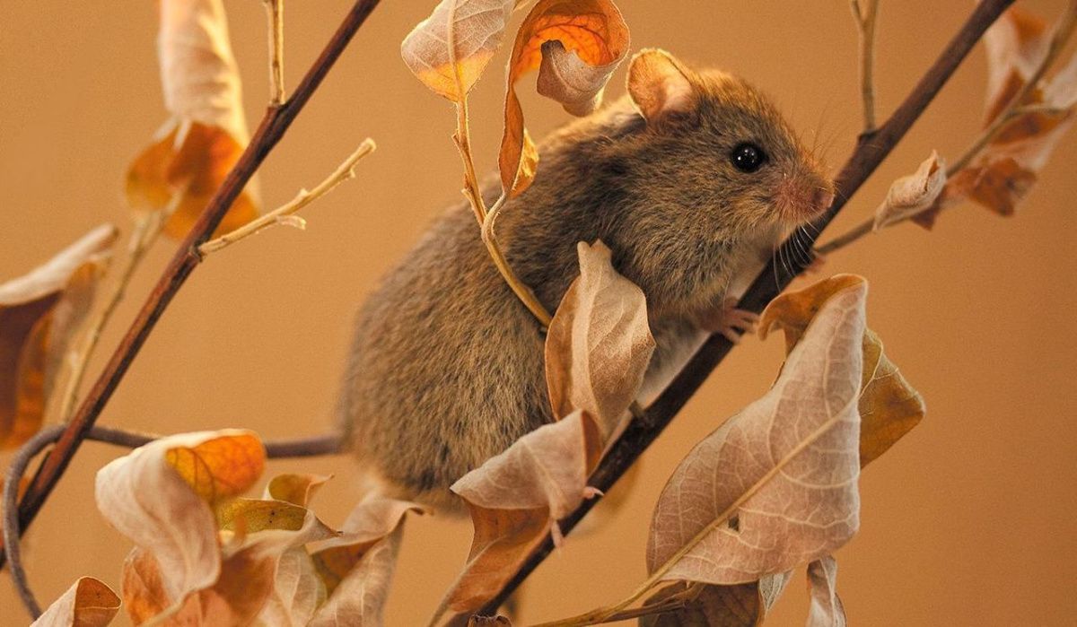 Тайные обитатели природных зон Москвы: какие животные скрываются в столице