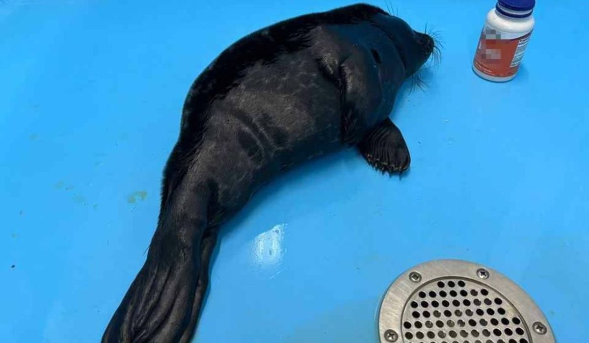 Истощенного детеныша нерпы спасли и доставили в приют под Петербургом
