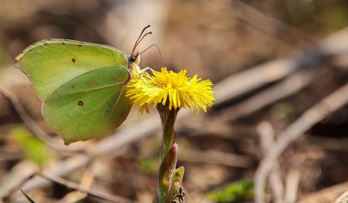 В Москве проснулись бабочки и божьи коровки из-за аномального тепла