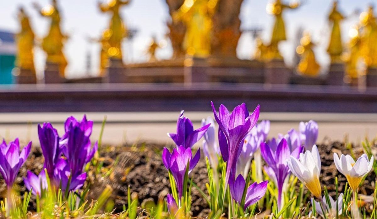 На ВДНХ зацвели первые весенние растения