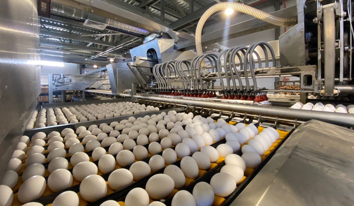 &quot;Российский птицеводческий союз&quot; опубликовал статистику отрасли за январь-июль