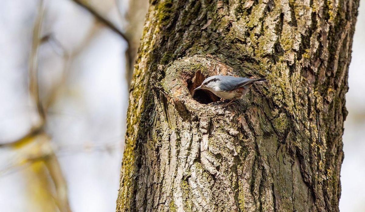 В московских парках стартовал выводково-гнездовой период у птиц