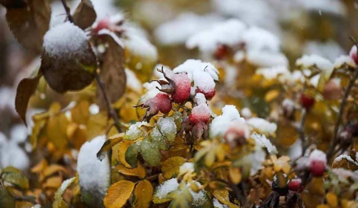 Мокрый снег накроет Ленобласть
