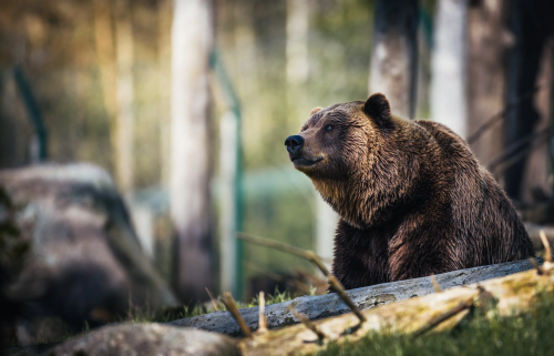 Из-за медвежьих следов в Красноярском крае закрыли национальный парк 