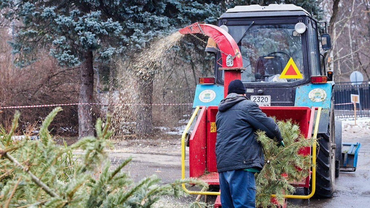 "Елочный круговорот": куда деть елку после праздников