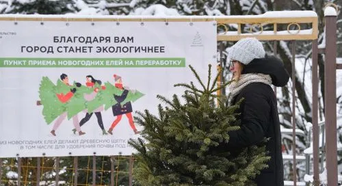 В Красноярске открылись 46 точек приёма и переработки новогодних деревьев